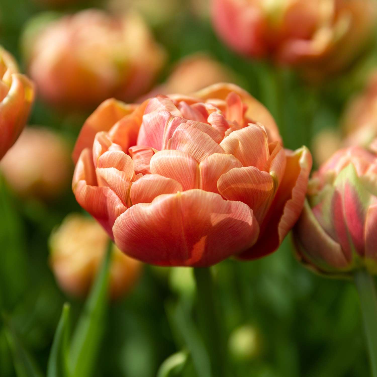 Tulipe 'Copper Image'